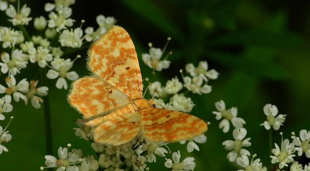 Hydrelia żółtokreska (Hydrelia flammeolaria)