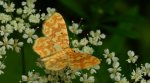 Hydrelia żółtokreska (Hydrelia flammeolaria)