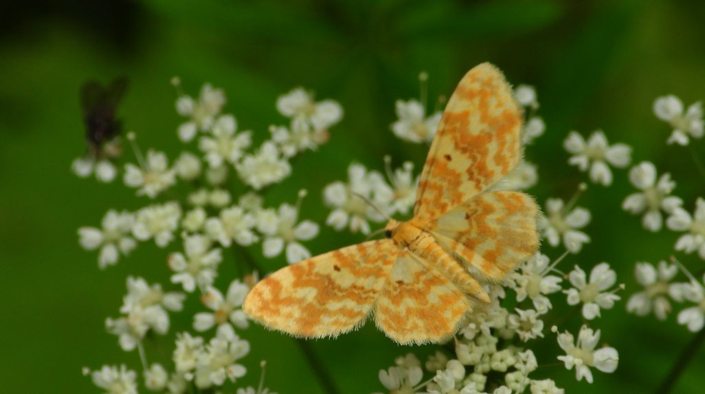Hydrelia żółtokreska (Hydrelia flammeolaria)