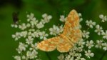 Hydrelia żółtokreska (Hydrelia flammeolaria)