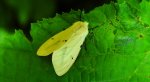 Szewnica bzówka (Spilosoma lutea)