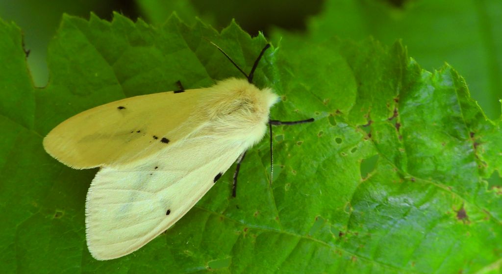 Szewnica bzówka (Spilosoma lutea)