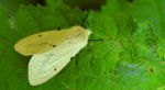 Szewnica bzówka (Spilosoma lutea)