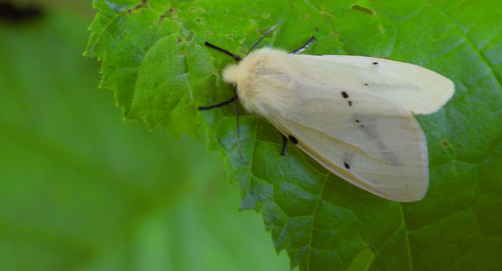 Szewnica bzówka (Spilosoma lutea)