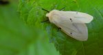 Szewnica bzówka (Spilosoma lutea)