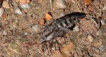 Zawisak borowiec (Sphinx pinastri syn. Hyloicus pinastri)