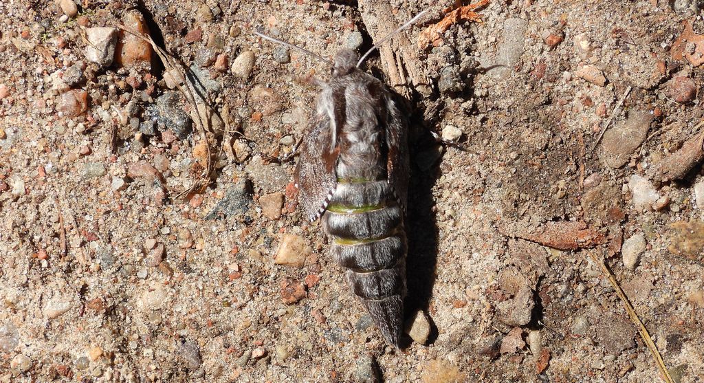 Zawisak borowiec (Sphinx pinastri syn. Hyloicus pinastri)