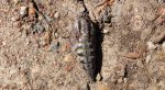 Zawisak borowiec (Sphinx pinastri syn. Hyloicus pinastri)