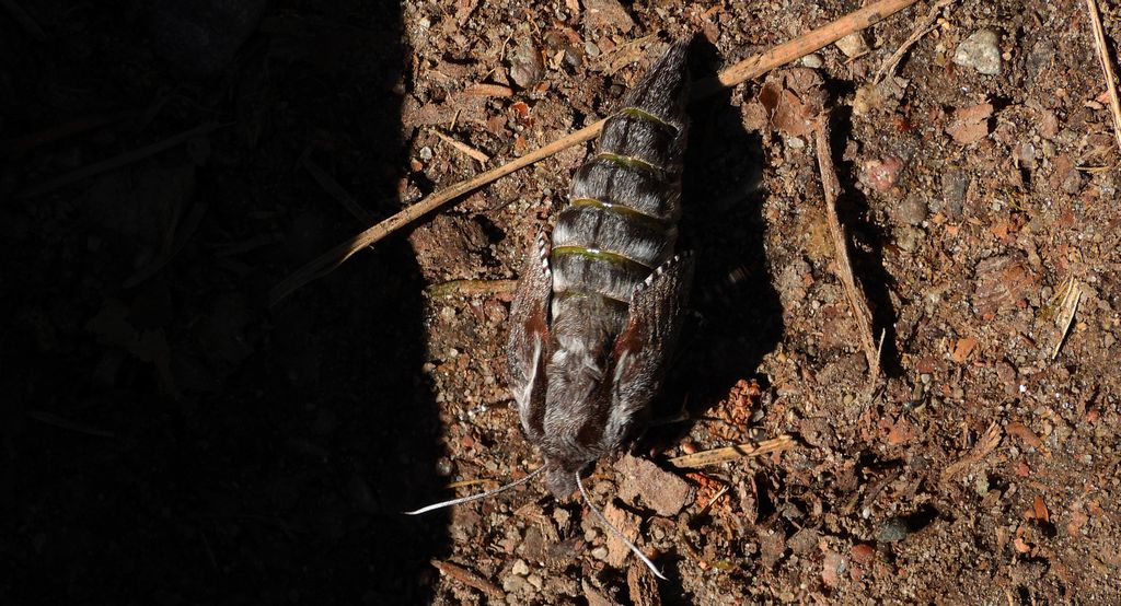 Zawisak borowiec (Sphinx pinastri syn. Hyloicus pinastri)