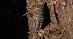 Zawisak borowiec (Sphinx pinastri syn. Hyloicus pinastri)