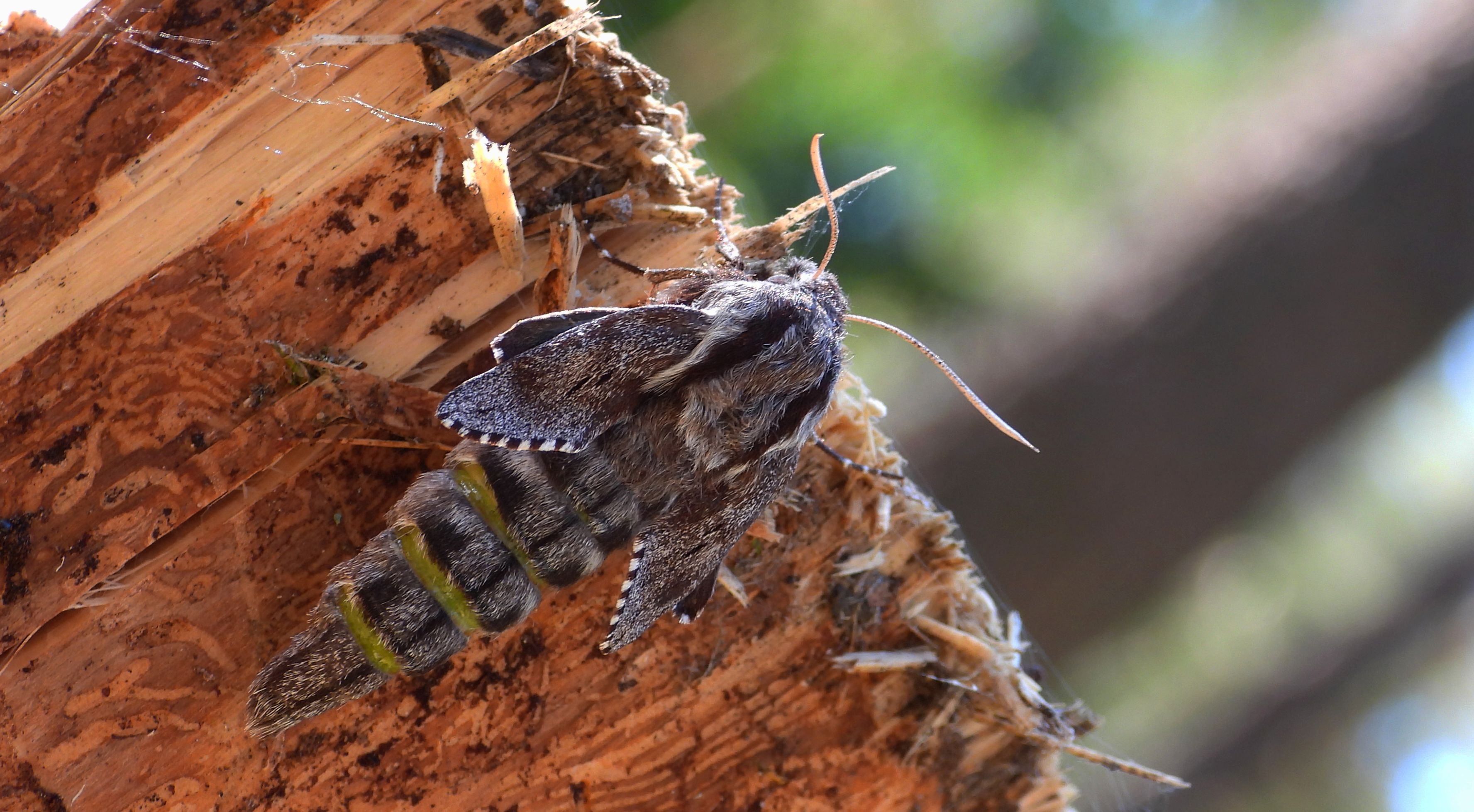 Zawisak borowiec (Sphinx pinastri syn. Hyloicus pinastri)