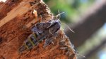 Zawisak borowiec (Sphinx pinastri syn. Hyloicus pinastri)