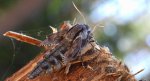 Zawisak borowiec (Sphinx pinastri syn. Hyloicus pinastri)