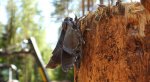 Zawisak borowiec (Sphinx pinastri syn. Hyloicus pinastri)