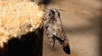 Zawisak borowiec (Sphinx pinastri syn. Hyloicus pinastri)