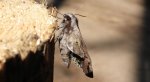 Zawisak borowiec (Sphinx pinastri syn. Hyloicus pinastri)