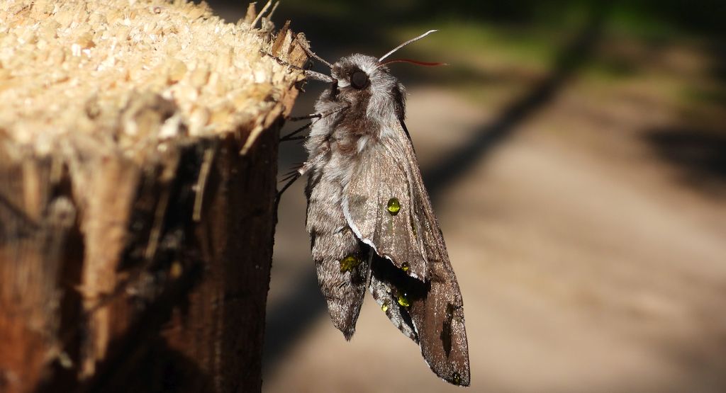 Zawisak borowiec (Sphinx pinastri syn. Hyloicus pinastri)