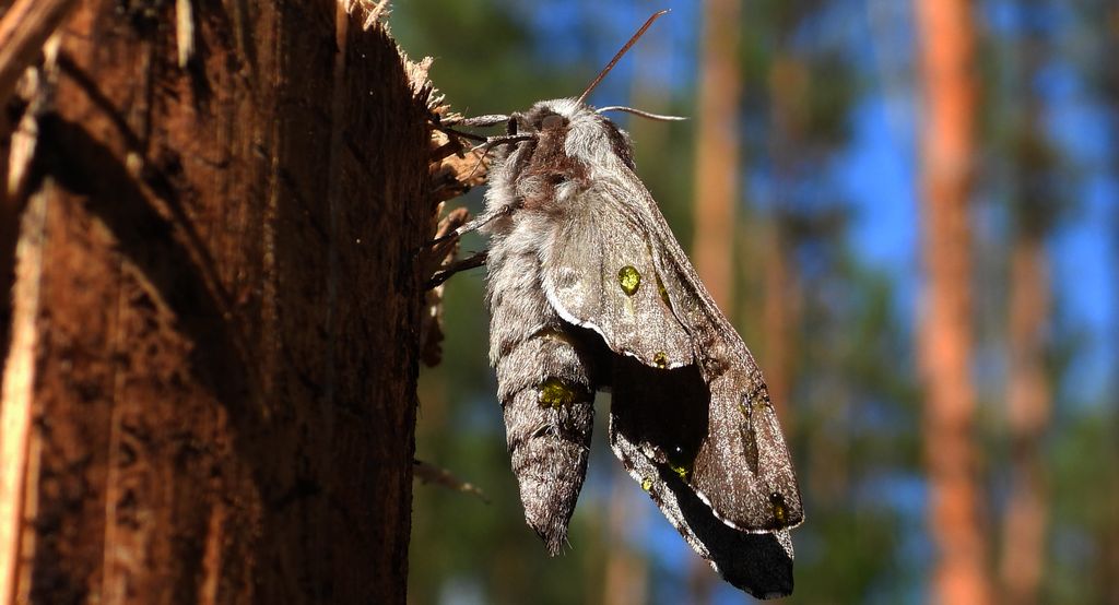 Zawisak borowiec (Sphinx pinastri syn. Hyloicus pinastri)