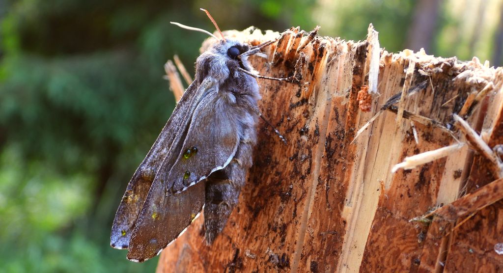 Zawisak borowiec (Sphinx pinastri syn. Hyloicus pinastri)