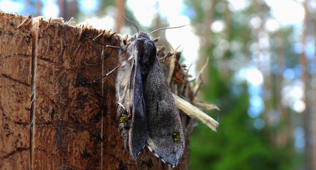 Zawisak borowiec (Sphinx pinastri syn. Hyloicus pinastri)