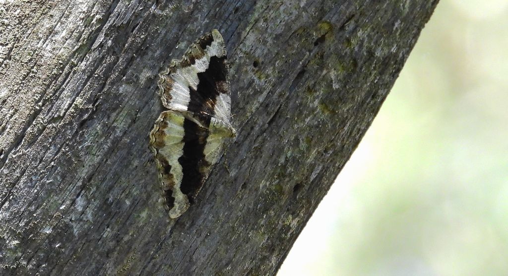 Przylepek nagrabek (Alcis repandata syn. Boarmia repandata)