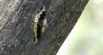 Przylepek nagrabek (Alcis repandata syn. Boarmia repandata)