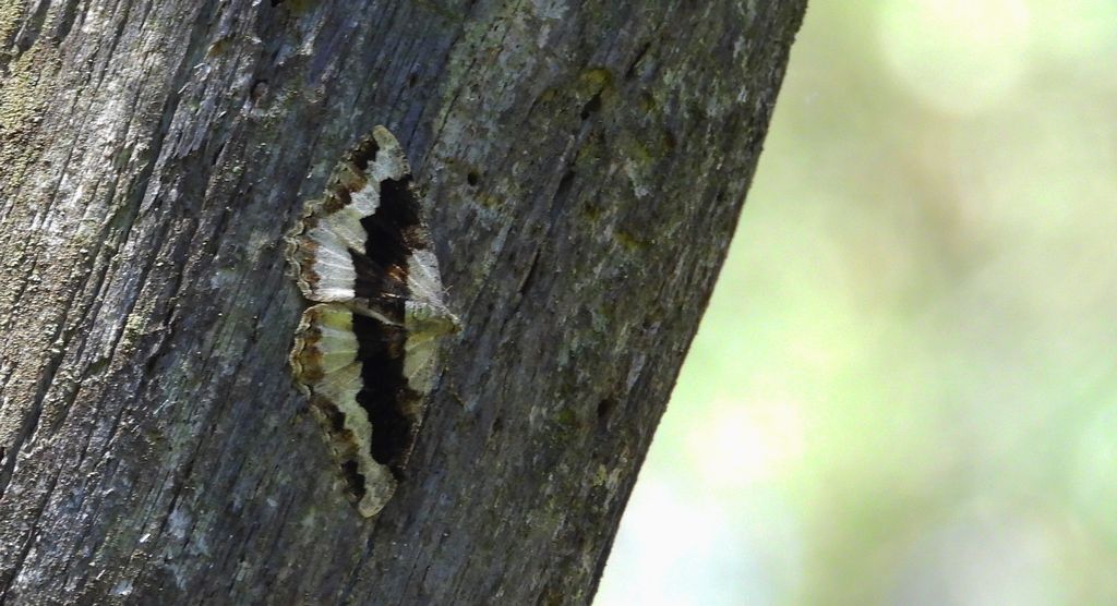 Przylepek nagrabek (Alcis repandata syn. Boarmia repandata)