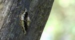 Przylepek nagrabek (Alcis repandata syn. Boarmia repandata)