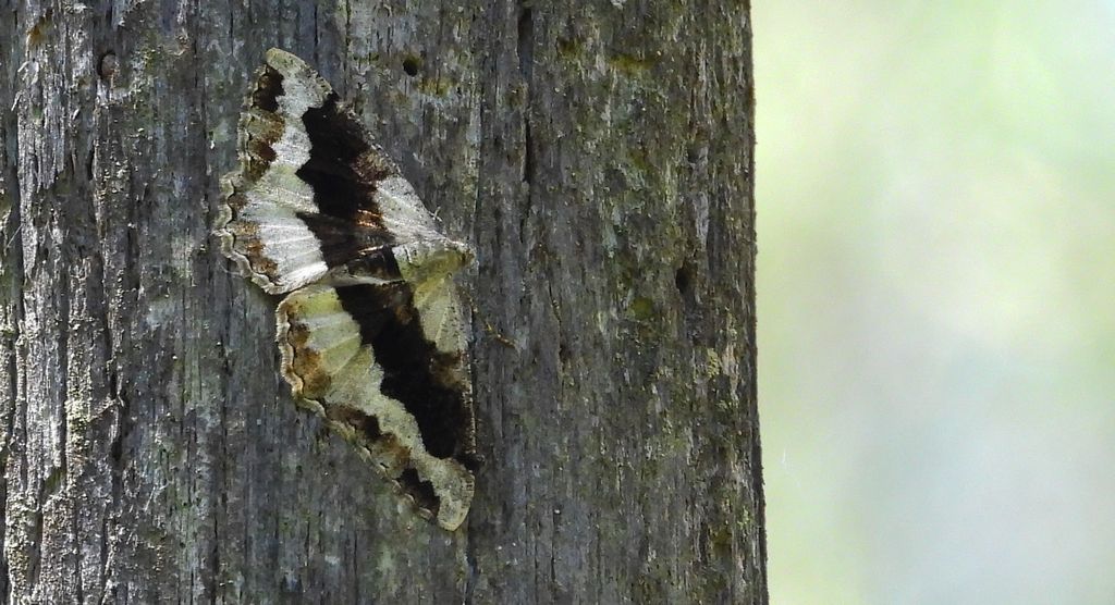 Przylepek nagrabek (Alcis repandata syn. Boarmia repandata)