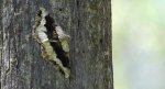 Przylepek nagrabek (Alcis repandata syn. Boarmia repandata)