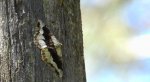 Przylepek nagrabek (Alcis repandata syn. Boarmia repandata)