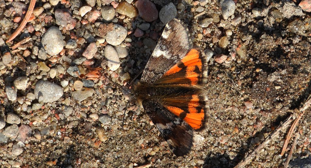 Bęsica kwietniówka (Archiearis parthenias)