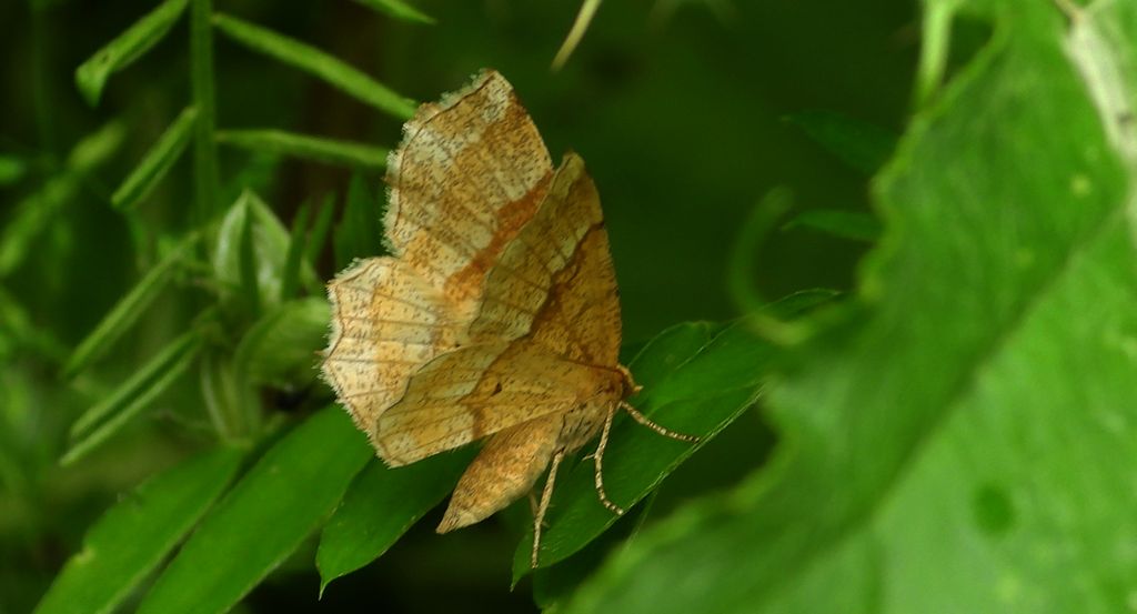 Cefis borówczak (Cepphis advenaria)