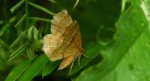 Cefis borówczak (Cepphis advenaria)