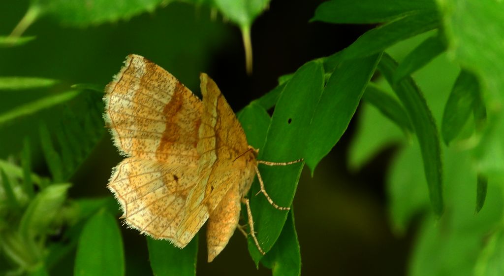 Cefis borówczak (Cepphis advenaria)