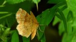 Cefis borówczak (Cepphis advenaria)
