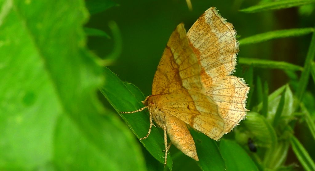 Cefis borówczak (Cepphis advenaria)
