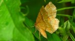 Cefis borówczak (Cepphis advenaria)