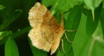 Cefis borówczak (Cepphis advenaria)