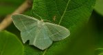 Miernik seledyniak (Chlorissa viridata)