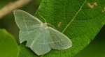 Miernik seledyniak (Chlorissa viridata)