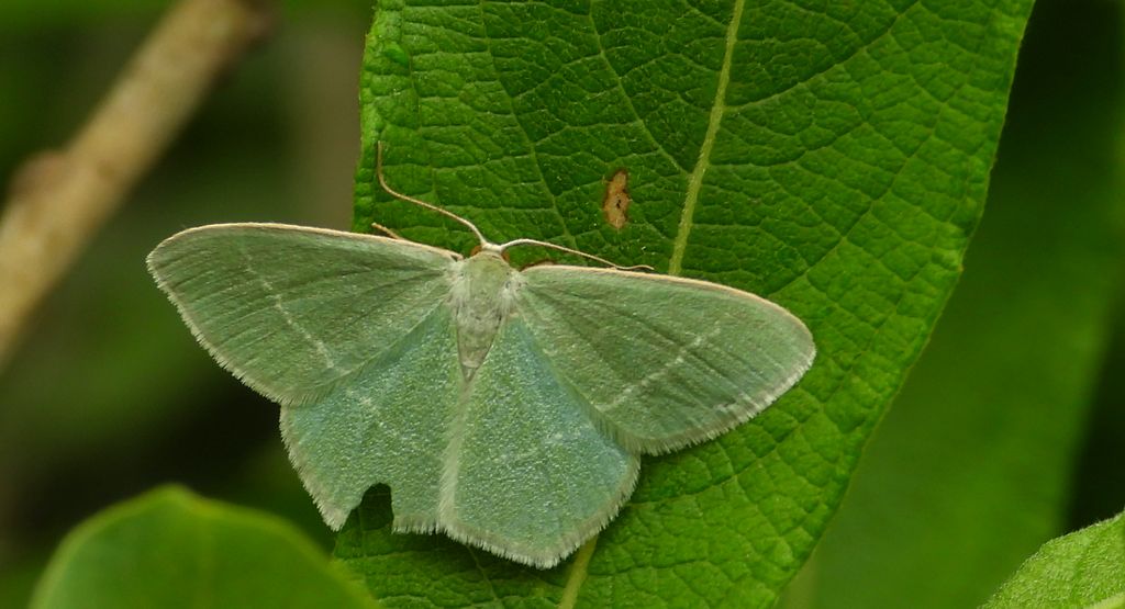 Miernik seledyniak (Chlorissa viridata)