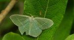 Miernik seledyniak (Chlorissa viridata)
