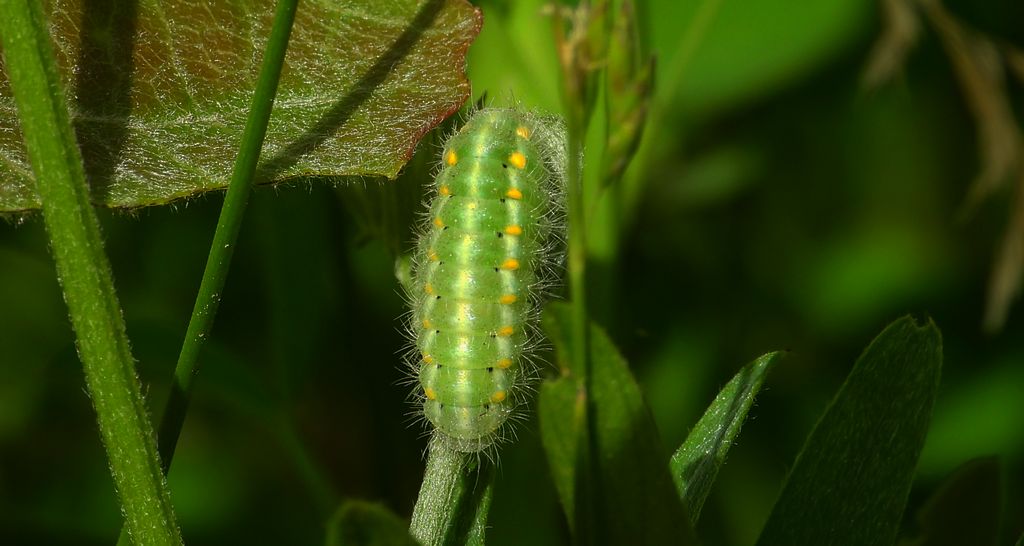 Kraśnik wykowiec (Zygaena viciae)