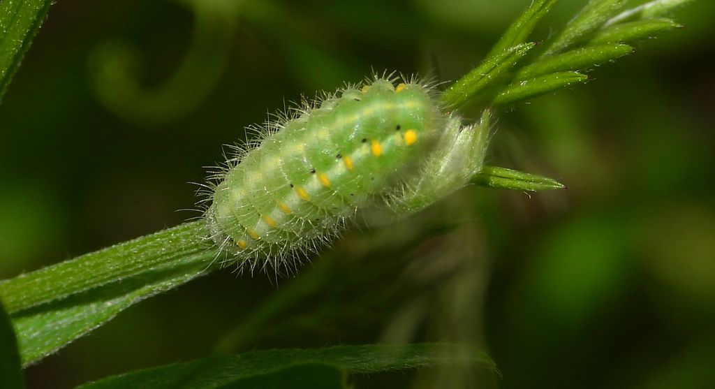 Kraśnik wykowiec (Zygaena viciae)
