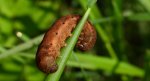 Rolnica aksamitka (Noctua fimbriata)