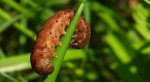 Rolnica aksamitka (Noctua fimbriata)