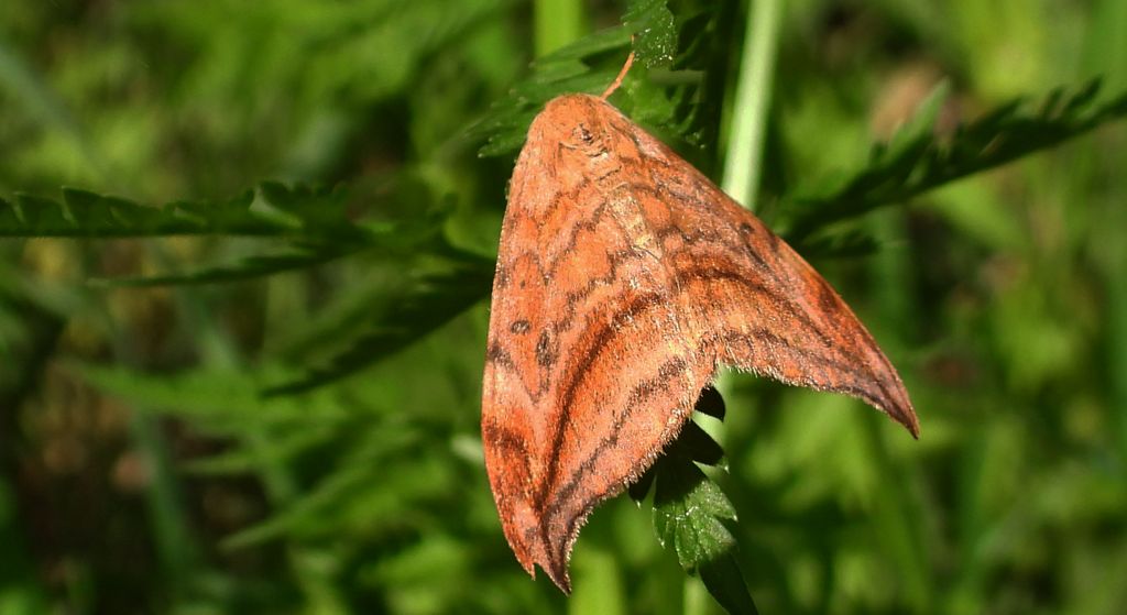 Wycinka sierpianka (Drepana falcataria)