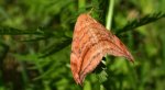 Wycinka sierpianka (Drepana falcataria)
