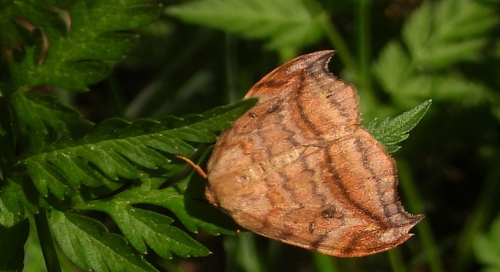 Wycinka sierpianka (Drepana falcataria)